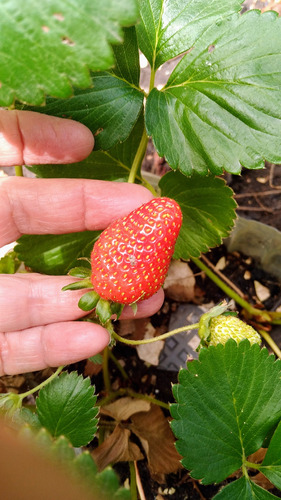 Plantas De Frutilla. Produce Todo El Año