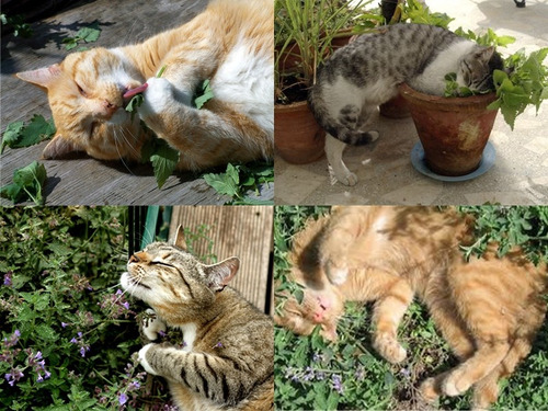 100 Sementes De Catnip Erva Gatuna Dos Gatos Nepeta Cataria