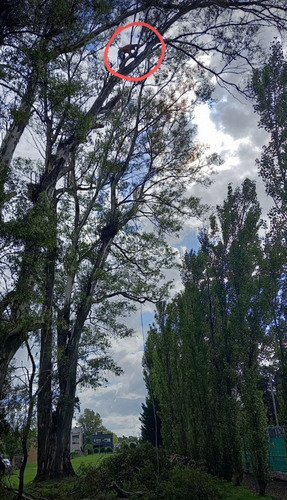 Poda De Árboles En Altura ,zona Norte ,zona Oeste ,c/seguros
