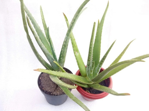 1 Muda De Babosa Aloe Vera Barbadensis Miller 40cm Com Vaso