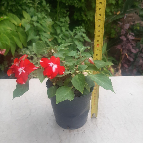 Imagen 3 de 4 de Planta Alegria Del Hogar Rojo Y Blanco Moron Raices Arcoiris