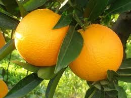 Arbolito De Naranja Mayera