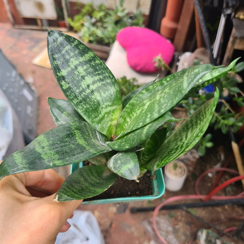 Planta De Interiores Drimuopsis Maculata Y Sansi Maceta N10