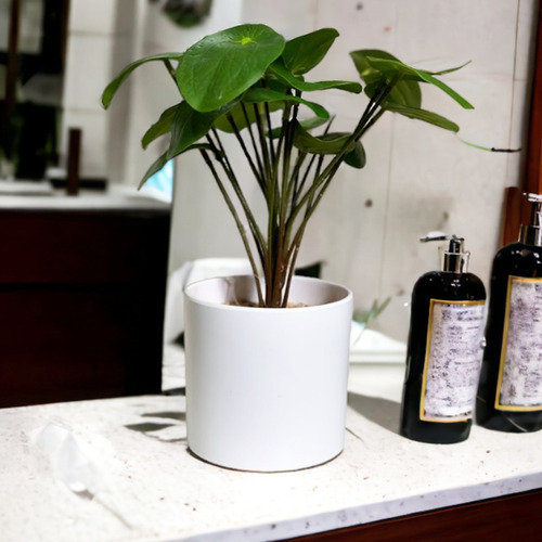 Planta Pilea Deco Plantas Artificiales Con Piedras Maceta