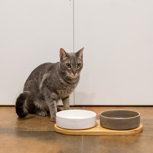 Comedero Bebedero Plato Para Perro Y Gato Mypaw Joy C Color Kit Blanco Gris lavado