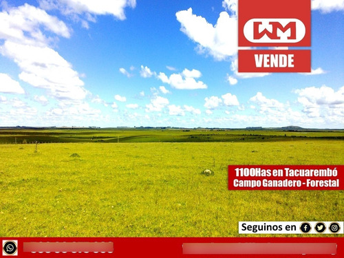 Venta Campo Tacuarembó 1100 Has Forestal 65% Ganadero Bueno