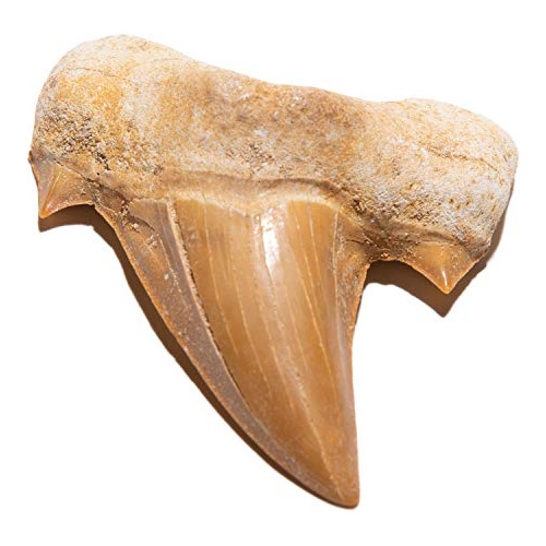 Auténticos Dientes De Tiburón Prehistóricos Fosiliza...