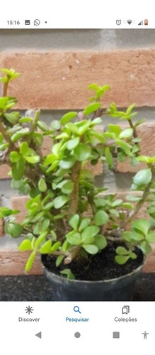 Imagem 3 de 3 de Muda De Mini Jade Portulacaria Afra- Árvore Da Fortuna.