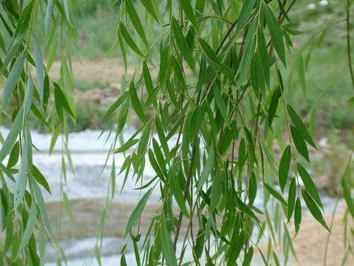 Fresnos, Sauces, Acacias, Frisias, Aguaribay, Ligustrum
