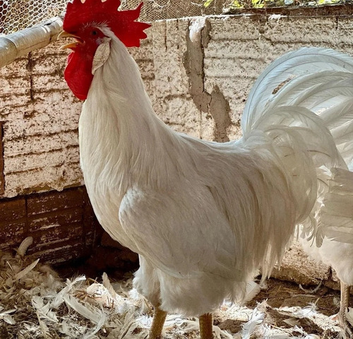 Ovos Poedeira Legorne Frete Grátis 15 Ovos