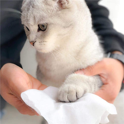 Imagen 6 de 10 de Toallitas Humedas Perro Gato Paños Patas Orejas Limpias X 5