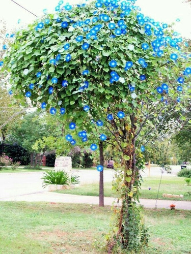 Ipomea Azul Morning Glory 20 Semillas