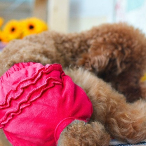 Fisiologico Pet Dog Panty Brief Sanitario Ropa R7