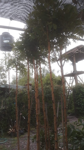 Imagen 9 de 10 de Fresno Dorado Arbol - Excelente - Vivero Hab X Senasa E/g