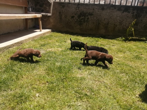 Cachorros Labrador Retriever Chocolate Padres Con Pedigree