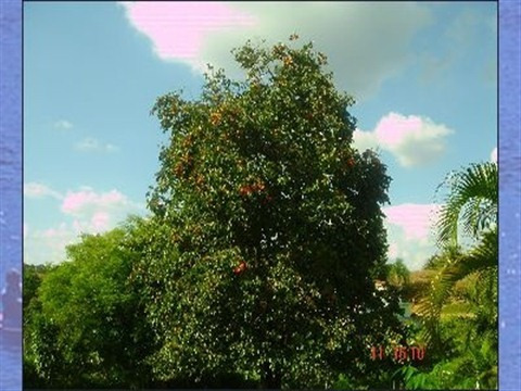 Imagem 8 de 30 de Area - Ar00019 - 1515828