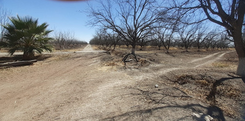 Terreno Con Nogales En Venta En San Pedro De Las Colonias, Coahuila