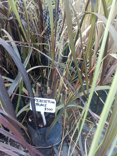 Planta Gramínea Pennisetum Prince