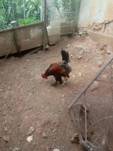 Gallos Cresta Rey Conchinchina