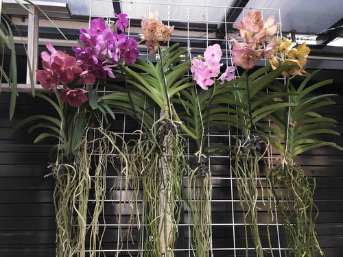 Imagen 1 de 10 de Orquídeas Vanda, Flor Muy Grande , Colores Exóticos A $1,200