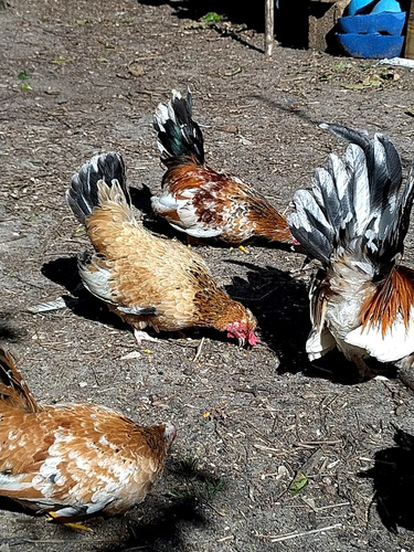 Mini Gallinas Nagazaki 