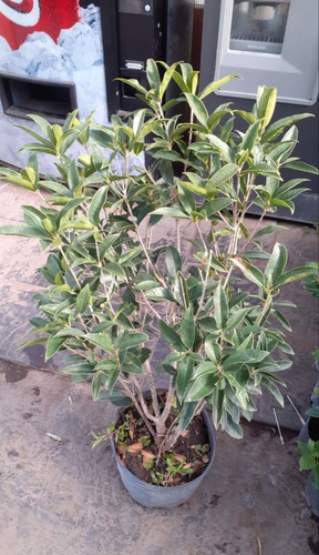 Osmanthus Fragans (olea Francesa) 10lts