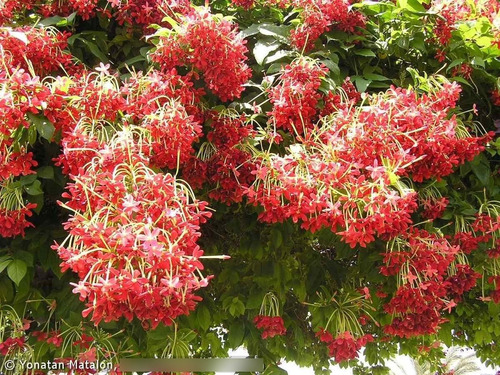 Quisqualis Indica 10 Sementes Jasmim Da Índia Flor Rara | MercadoLivre