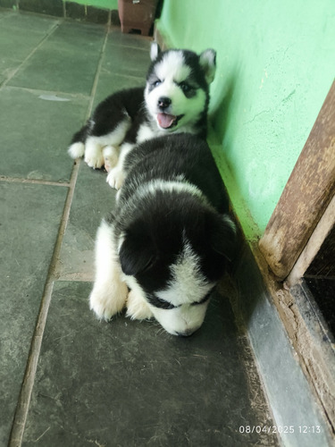 Vendo Filhote De Husky Siberiano Macho 1700