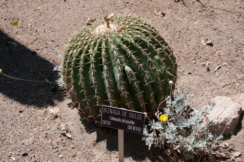 15 Semillas De Bisnaga - Echinocactus Platyacanthus Cod.1399