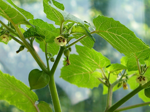 Semillas Orgánicas Tomate De Cascara Oaxaca, Tomatillo Verde
