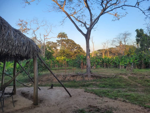 Global Vende Finca De 28 Hectáreas En Urb. Tocuyito Sector La Yaguara (vía Campo Carabobo)