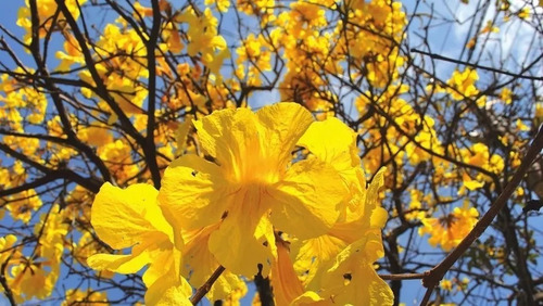 Imagen 1 de 11 de Arbol Lapacho Amarillo O Blanco 2.0 Mts..e.gratiscaba/gba