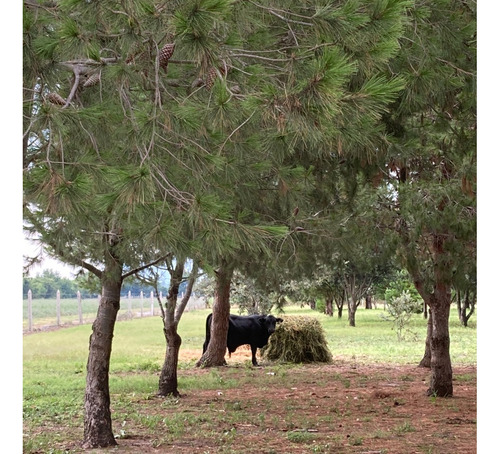 Campo Con Casa-galpones-riego-plantacion Trufas-corrales-maquinaria-muebles-oportunidad Única Para Invertir! Venta A Tranquera Cerrada.