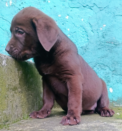 Labrador Retriever Chocolate