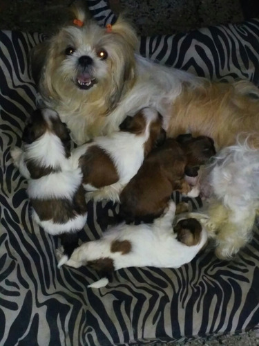Mini Shitzus . Unicos 100%puros.