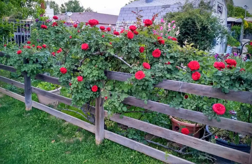 Rosal Trepador Don Juan (italiano) Roja