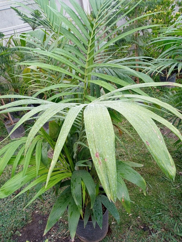 Imagen 5 de 9 de Palmera Real Australiana - Hermosa - E.gratis Caba Y Gba