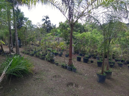 Fazenda Com Nascente - Ch00008