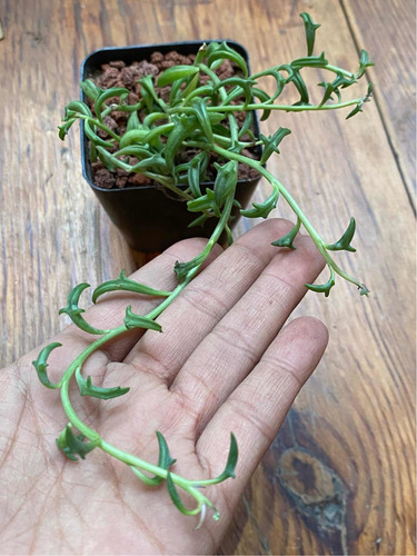 Imagen 7 de 7 de Senecio Peregrino Delfin Med-grande - Suculenta Exotica