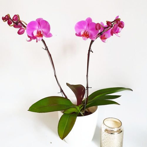 Orquideas Phalaenopsis Premium En 2 Varas 
