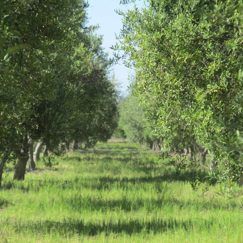 Venta Finca Olivos Ciruelas En San Rafael Mendoza