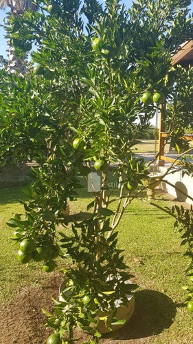 Imagem 24 de 30 de Chácara 3.000m² No São Domingos, São José Dos Pinhais - Ch0037