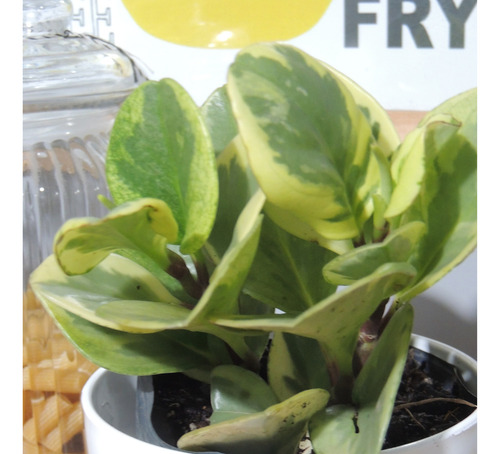 Planta Interior Peperomia Variegada C/maceta12 Premium Plato