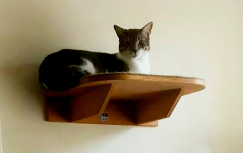 Imagem 3 de 3 de Prateleira Arredondada Para Gato