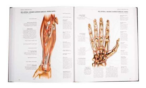 Imagen 2 de 4 de Atlas Del Cuerpo Humano (tapa Dura) / Lexus