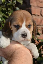 Comprar Perro Beagle Cachorro Tricolor