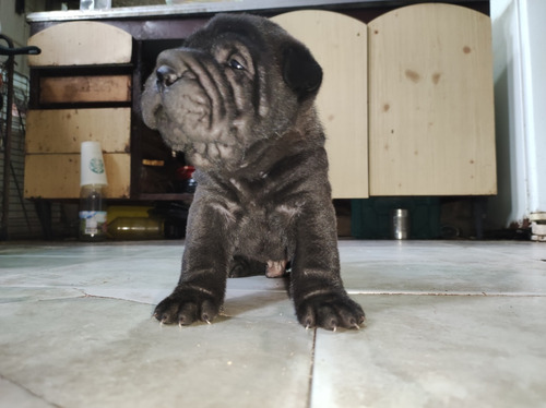 Cachorros Sharpei