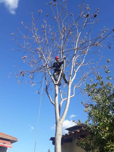 Podas De Altura Extracciones De Arboles Y Arbustivos