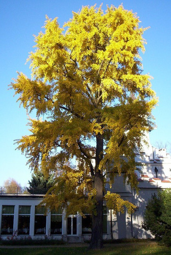 Sementes De Arvore Sagrada Para Mudas E Bonsai Frutifera