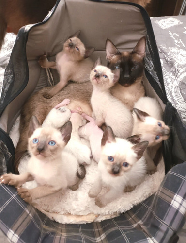 Hermosos Gatitos Bebés Siameses